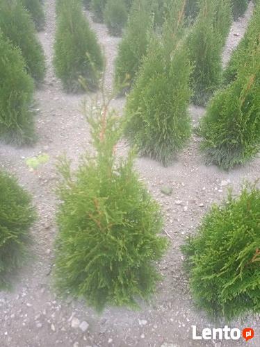 Thuja szmaragd 50 cm.