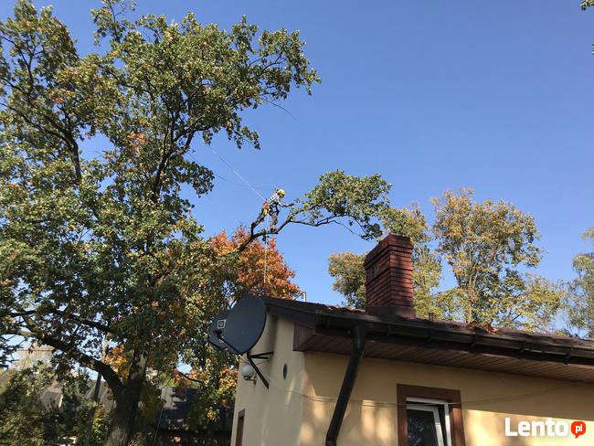 Wycinka drzew. Wycinka drzew trudnych. Pielęgnacja. Profesjo