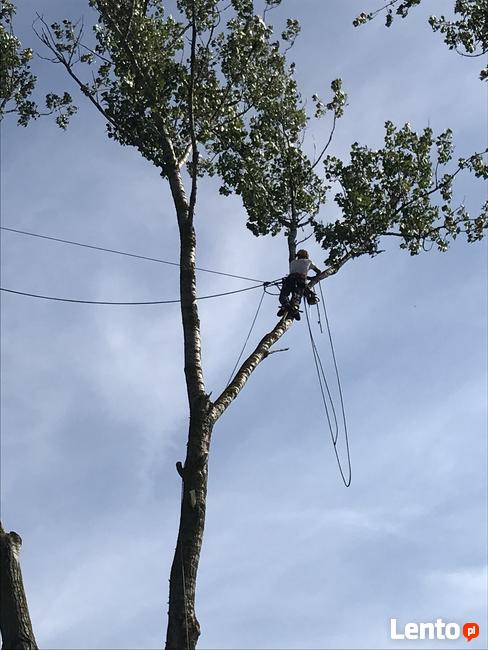 Wycinka drzew. Wycinka drzew trudnych. Pielęgnacja. Profesjo