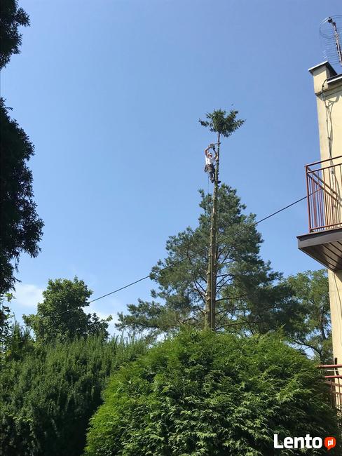 Wycinka drzew. Wycinka drzew trudnych. Pielęgnacja. Profesjo