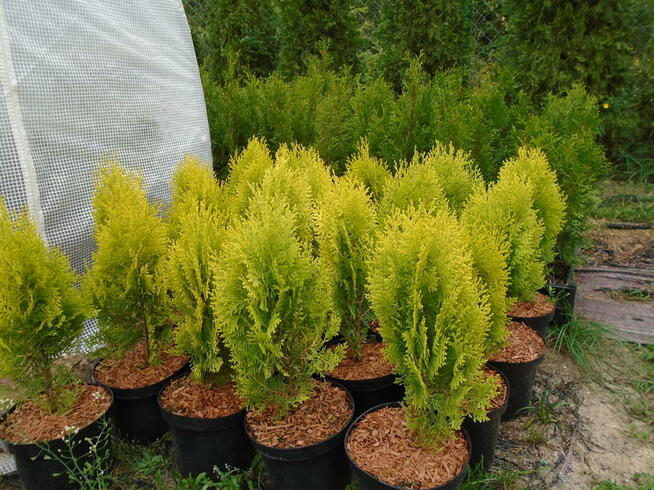 AUREA NANA ok. 40-50cm. 3L. sadzenie