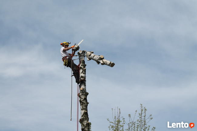 Wycinka drzew. Wycinka drzew trudnych. Pielęgnacja. Profesjo