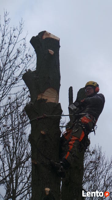 Wycinka drzew. Wycinka drzew trudnych. Pielęgnacja. Profesjo