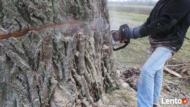 Wycinka drzew. Wycinka drzew trudnych. Pielęgnacja. Profesjo