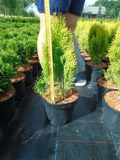 AUREA NANA ok. 40-50cm. 3L. sadzenie