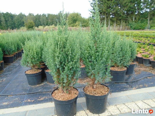 Jałowiec chiński Stricta 60 - 80cm. sadzenie