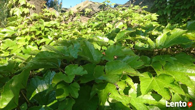 ZAKŁADANIE I PIELĘGNACJA OGRODÓW Ogrody SZPAKOWSKI 502138859