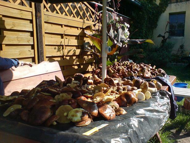 Domki i pokoje studio nad jeziorem w Borach Tucholskich -Cek