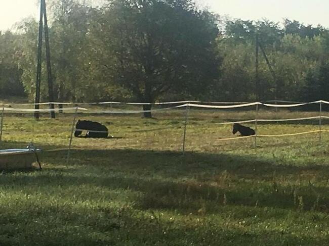 Stajnia, wolnowybiegowa pensjonat koni emerytów 55km odwaw
