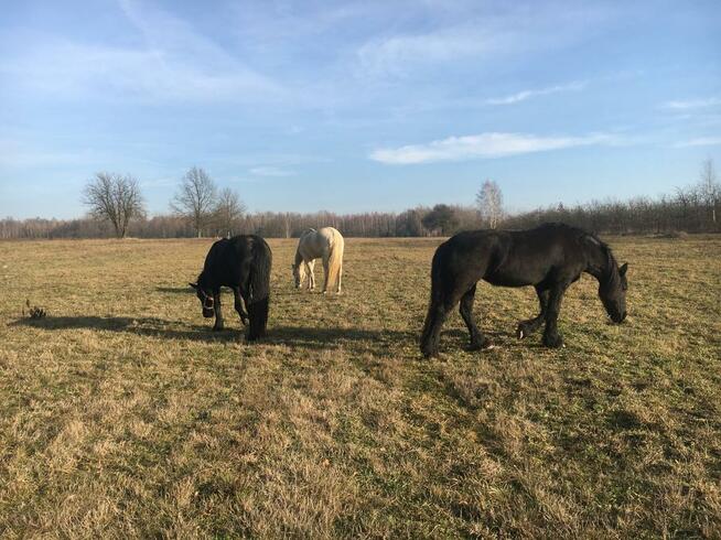 Stajnia, wolnowybiegowa pensjonat koni emerytów 55km odwaw