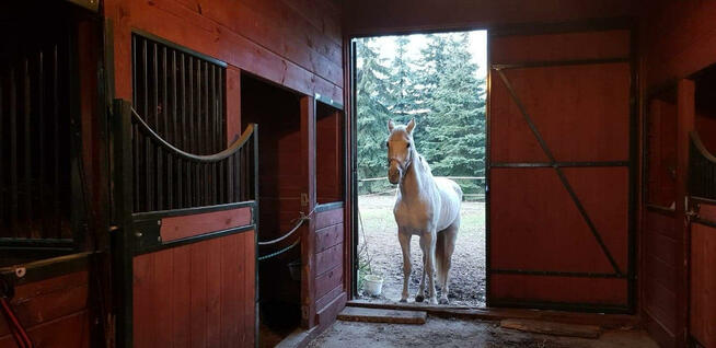 Stajnia, wolnowybiegowa pensjonat koni emerytów 55km odwaw