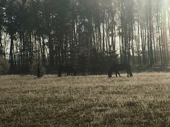 Stajnia, wolnowybiegowa pensjonat koni emerytów 55km odwaw