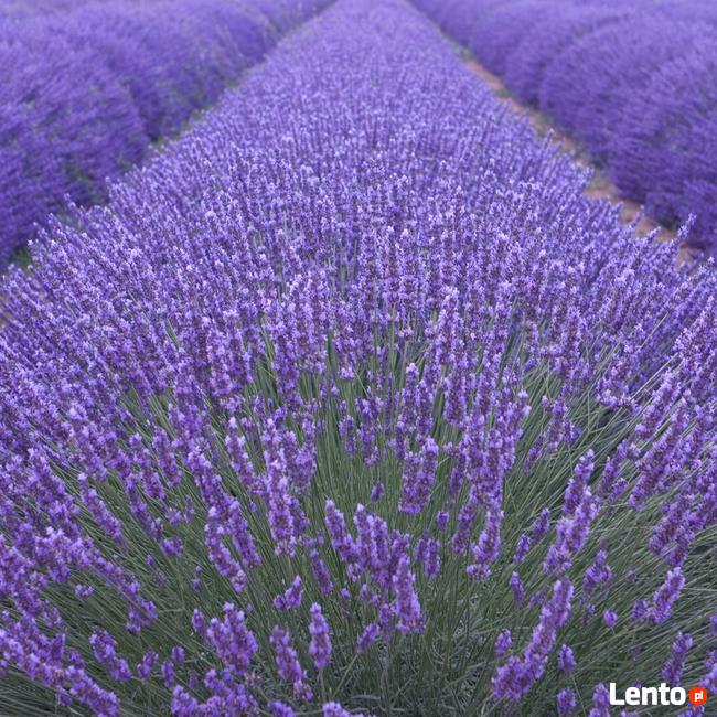 M LAWENDA WĄSKOLISTNA LAVANDULA MUNSTED