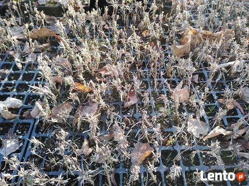 M LAWENDA WĄSKOLISTNA LAVANDULA MUNSTED