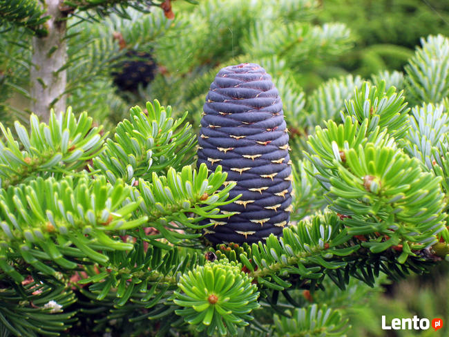 P15 JODŁA KOREAŃSKA ABIES KOREANA