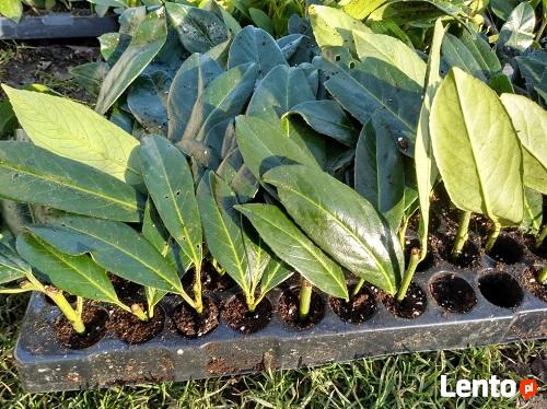 M LAUROWIŚNIA WSCHODNIA CAUCASICA PRUNUS