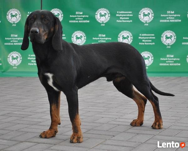 GOŃCZE POLSKIE reproduktory użytkowe zapraszają