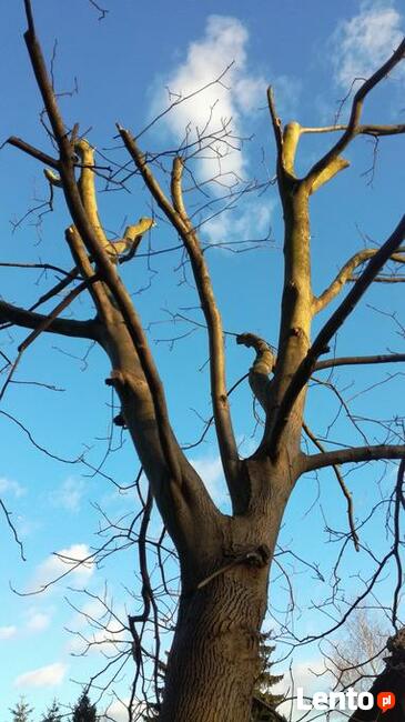 Zakładanie ODNAWIANIE ogrodu trawa z rolki.