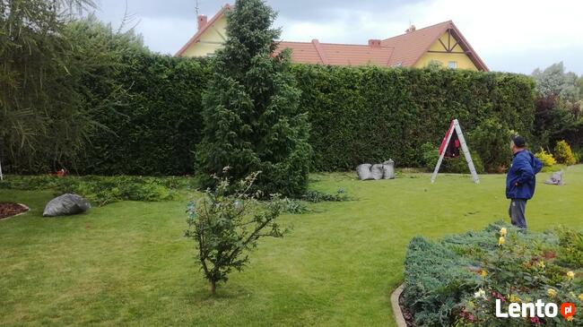 Zakładanie ODNAWIANIE ogrodu trawa z rolki.