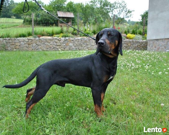 GOŃCZE POLSKIE reproduktory użytkowe zapraszają