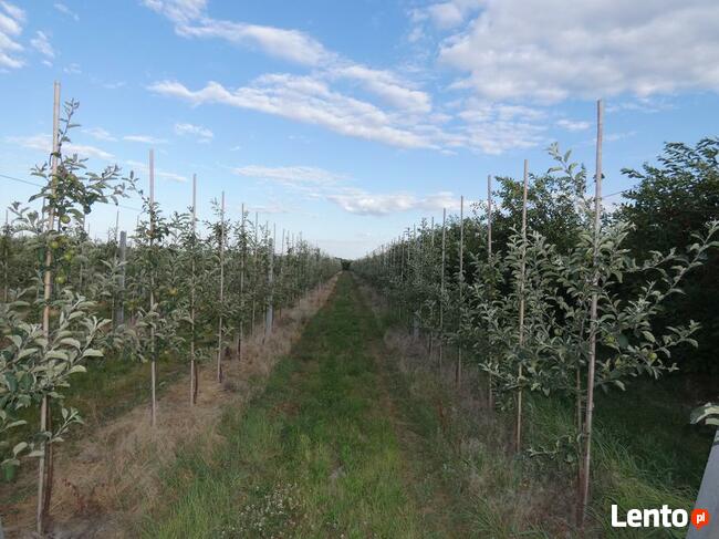 Wycena nieruchomości, domu, mieszkania, działki - operat