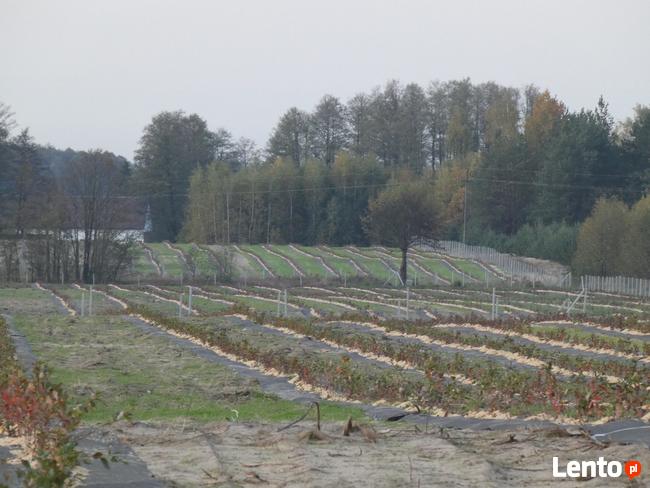 Wycena nieruchomości, operat szacunkowy do banku, sprzedaży