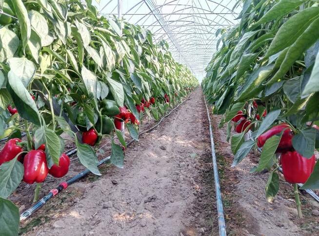 Wycena nieruchomości, operat szacunkowy do banku, sprzedaży