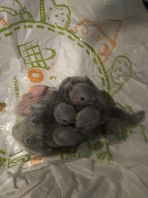 Papugi Rudosterki ręcznie karmione