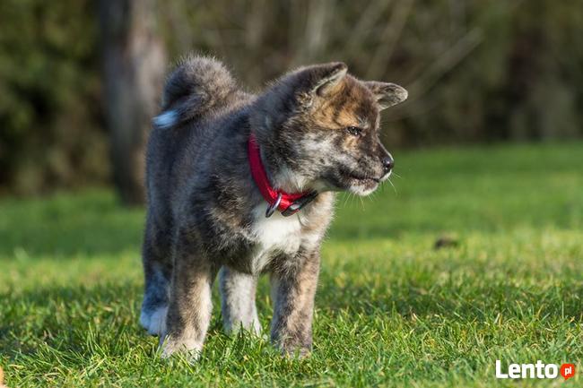 Akita Japońska Szczeniak pręgowana sunia