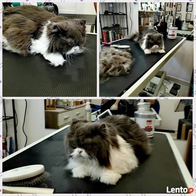 Salon Pielęgnacji psów i kotów HauMiał