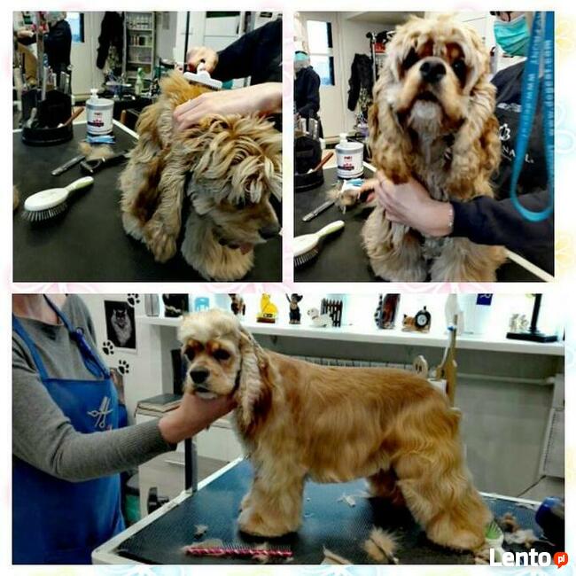 Salon Pielęgnacji psów i kotów HauMiał