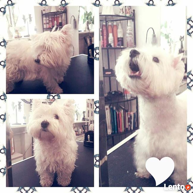 Salon Pielęgnacji psów i kotów HauMiał