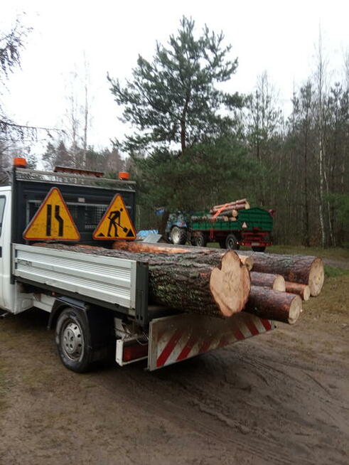 Pilarz-drwal, Arborysta wycinka i pielęgnacja drzew rębak