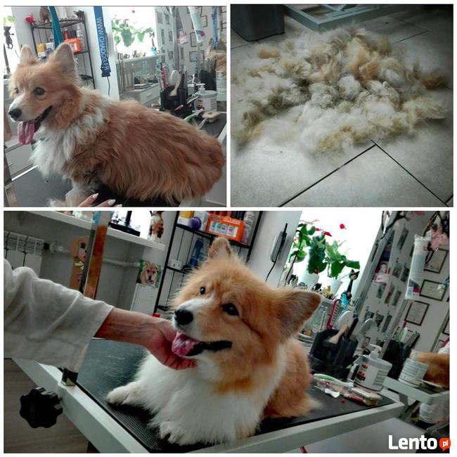 Salon Pielęgnacji psów i kotów HauMiał