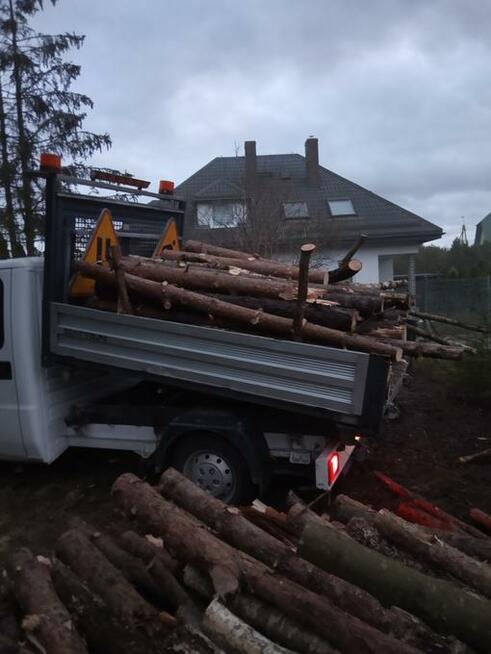 Pilarz-drwal, Arborysta wycinka i pielęgnacja drzew rębak