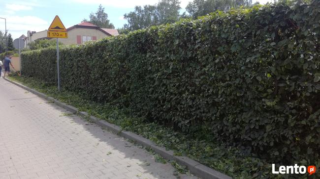 Usługi OGRODNICZE odnawianie ogrodu Nawodnienie