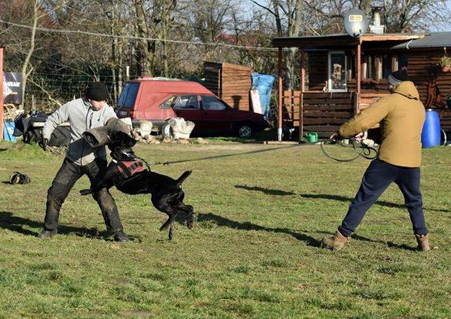 PROFESJONALNE SZKOLENIE PSÓW