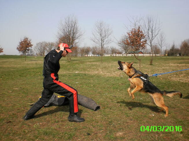 PROFESJONALNE SZKOLENIE PSÓW