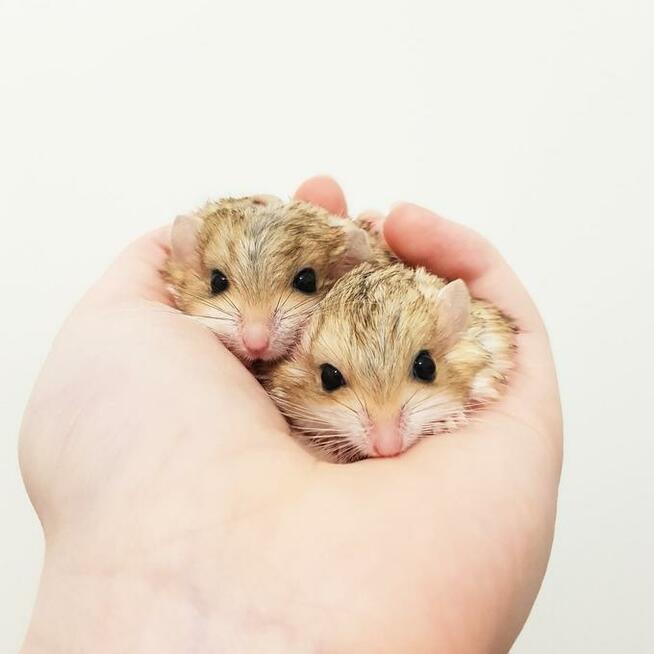 Tłustogon afrykański (tlustogony)