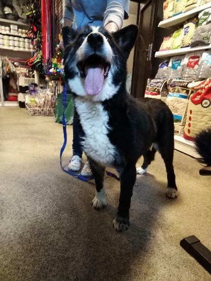 Saba, cudowny piesek rodzinny szuka domu.