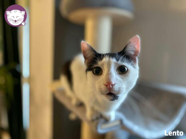 Kocurek Ganges - Sęp Miłości