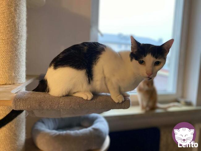 Kocurek Ganges - Sęp Miłości