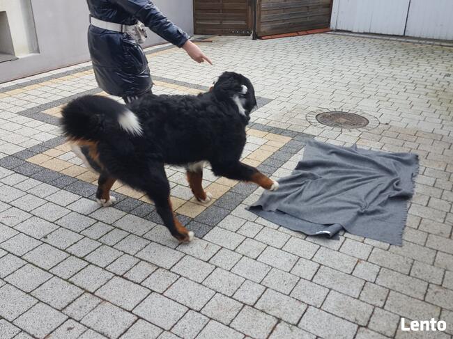 Szkolenia psów, pomoc behawioralna, Hotel