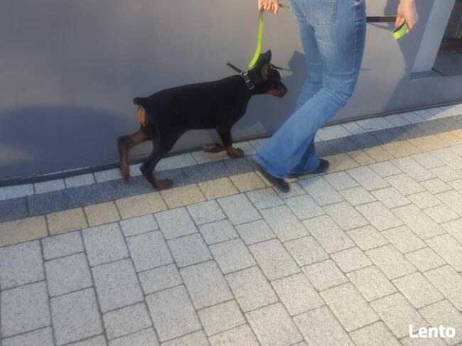 Szkolenia psów, pomoc behawioralna, Hotel