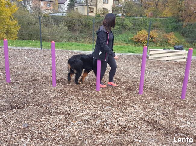 Szkolenia psów, pomoc behawioralna, Hotel