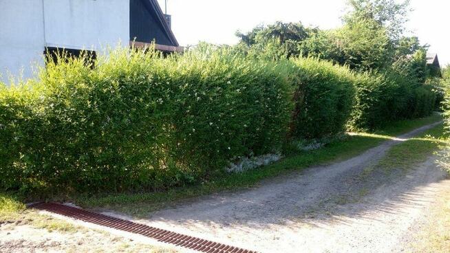 Minikoparka usługi/wynajem