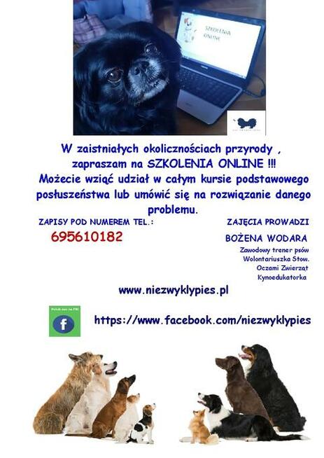 Trener psów Kluczbork, Szkolenia psówKluczbork, Behawiorysta