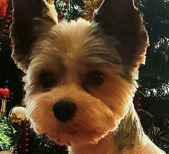 Yorkshire Terrier / Blueberry