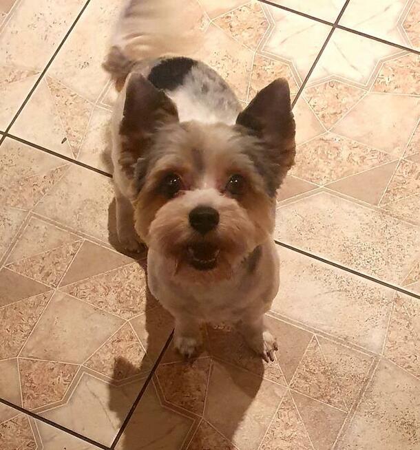 Yorkshire Terrier / Blueberry