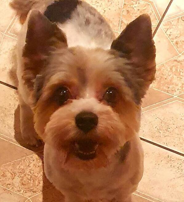 Yorkshire Terrier / Blueberry